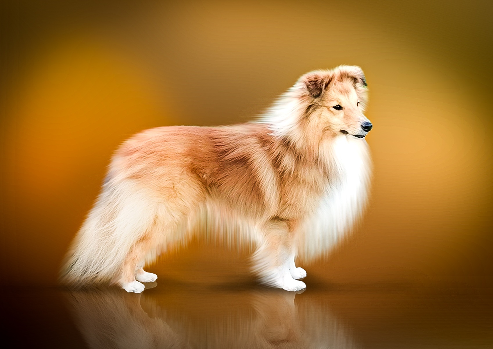 Andrew Jay Štěstí ze severu